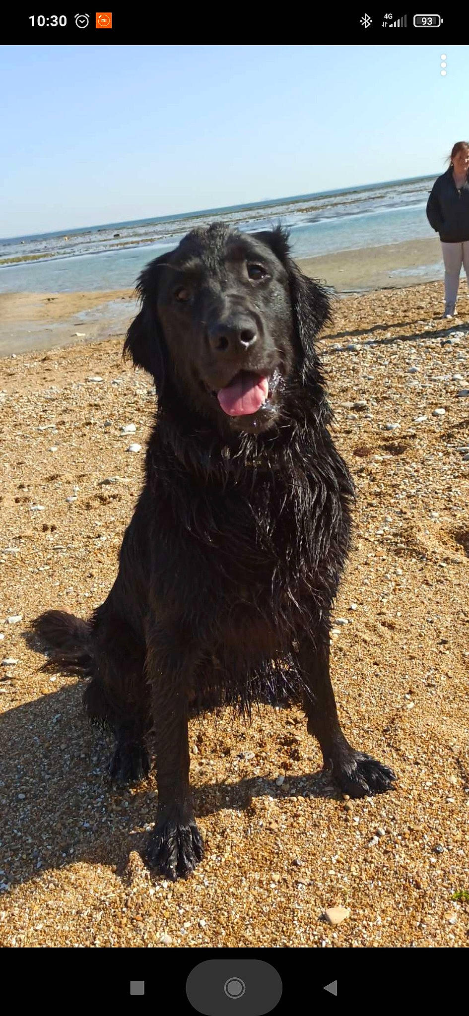 Pearl participe au concours pour gagner de l'argent avec cette photo : beach, canidae, carnivore, companion_dog, dog, dog_breed, fun, fur, gesture, lake, ocean, retriever, sky, snout, soil, sporting_group, terrestrial_animal, water, working_animal, working_dog
