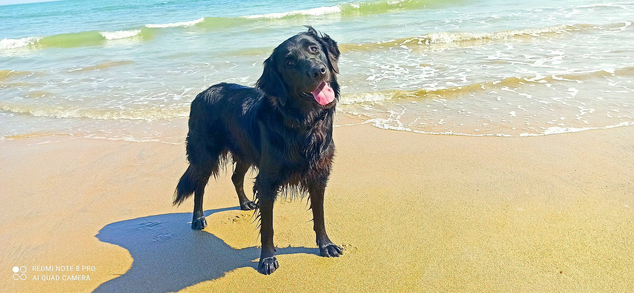 Pearl a rejoint le concours — aidez-le/la à gagner de superbes lots ! beach, canidae, carnivore, companion_dog, dog, dog_breed, guard_dog, gun_dog, labrador_retriever, lake, ocean, retriever, sand, snout, sporting_group, water, wave, wind_wave, working_animal, working_dog