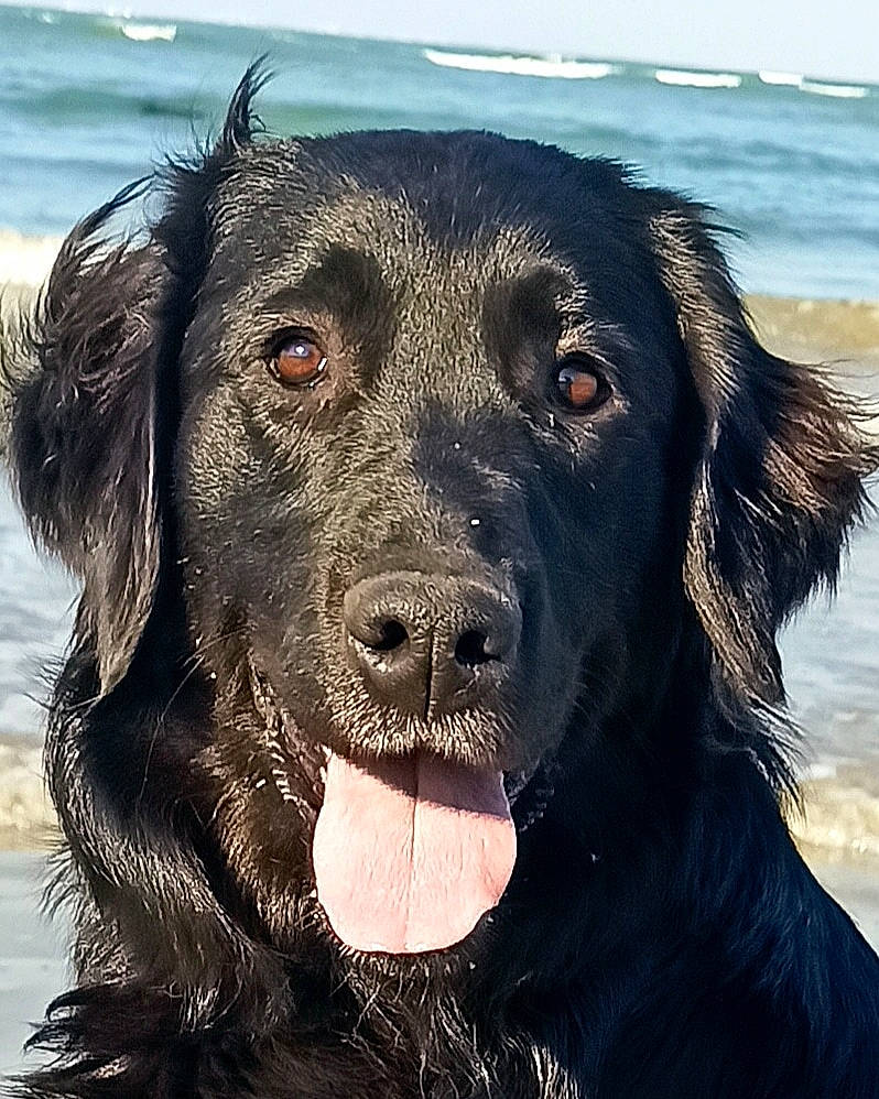 Pearl a rejoint le concours — aidez-le/la à gagner de superbes lots ! beach, borador, canidae, carnivore, collar, companion_dog, dog, dog_breed, dog_collar, eye, gun_dog, happy, head, retriever, sky, snout, sporting_group, water, whiskers, working_animal