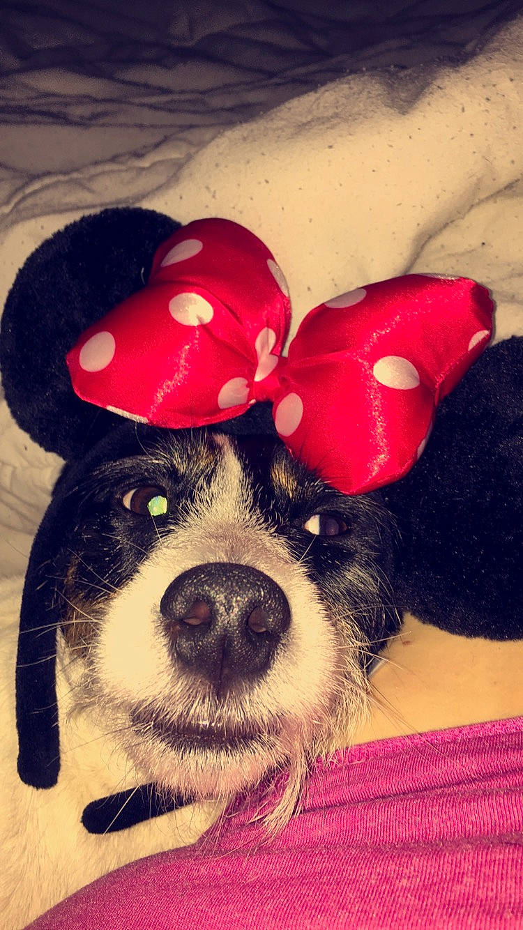 Holly a rejoint le concours — aidez-le/la à gagner de superbes lots ! canidae, carnivore, companion_dog, dog, dog_breed, ear, love, nose, puppy, puppy_love, rat_terrier, snout