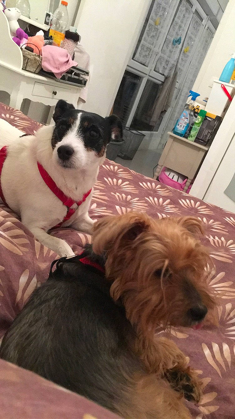 Holly a rejoint le concours — aidez-le/la à gagner de superbes lots ! cairn_terrier, canidae, carnivore, cockapoo, companion_dog, dog, dog_breed, mammal, miniature_schnauzer, petit_basset_griffon_vendeen, puppy, rare_breed_dog, schnauzer, schnoodle, snout, sporting_lucas_terrier, terrier, tibetan_terrier, vertebrate