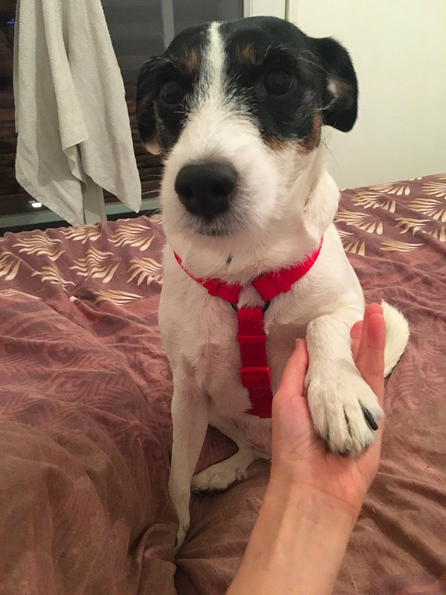 Holly participe au concours pour gagner de l'argent avec cette photo : canidae, carnivore, chilean_fox_terrier, companion_dog, danish_swedish_farmdog, dog, dog_breed, feist, jack_russell_terrier, mammal, miniature_fox_terrier, parson_russell_terrier, puppy, rat_terrier, ratonero_bodeguero_andaluz, russell_terrier, snout, sporting_group, treeing_feist, vertebrate