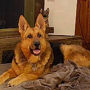 Riley joined the competition — help win amazing prizes! animal, black, blanket, brown, collar, comfortable, cozy, decorative_statue, dog, dog_bed, fan, fireplace, german_shepherd, home, indoor, mammal, pet, resting, stone, wooden_furniture