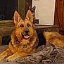animal, black, blanket, brown, collar, comfortable, cozy, decorative_statue, dog, dog_bed, fan, fireplace, german_shepherd, home, indoor, mammal, pet, resting, stone, wooden_furniture
