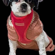 Ruby is registered to the contest to win money with this photo: dog, small_dog, pet, sweater, harness, black_background, sitting, white_fur, black_fur, cute, animal, domestic_animal, portrait, looking, front_view, furry, young_dog, indoor, companion, friendly