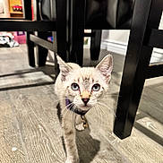 Babygirl joined the competition — help win amazing prizes! kitten, cat, blue_eyes, collar, bell, floor, wooden_floor, indoor, furniture, chair_legs, pet, curious, walking, young_animal, mammal, domestic_animal, whiskers, close_up, home, flooring