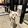 kitten, cat, blue_eyes, collar, bell, floor, wooden_floor, indoor, furniture, chair_legs, pet, curious, walking, young_animal, mammal, domestic_animal, whiskers, close_up, home, flooring
