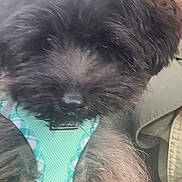 Floppy a rejoint le concours — aidez-le/la à gagner de superbes lots ! dog, puppy, black_fur, fluffy, harness, turquoise, pet, animal, closeup, face, fur, cute, young, companion, indoor, person, holding, shoulder, clothing, portrait