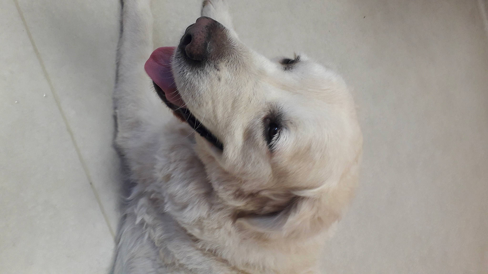 Aaron a rejoint le concours — aidez-le/la à gagner de superbes lots ! beige, canidae, carnivore, close_up, companion_dog, dog, dog_breed, fawn, mammal, pet_supply, snout, sporting_group, whiskers, white, working_animal, working_dog