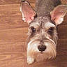 dog, schnauzer, pet, animal, ears, fur, beard, floor, wood, indoor, cute, looking_up, brown, small_dog, companion, portrait, canine, house, domestic, friendly