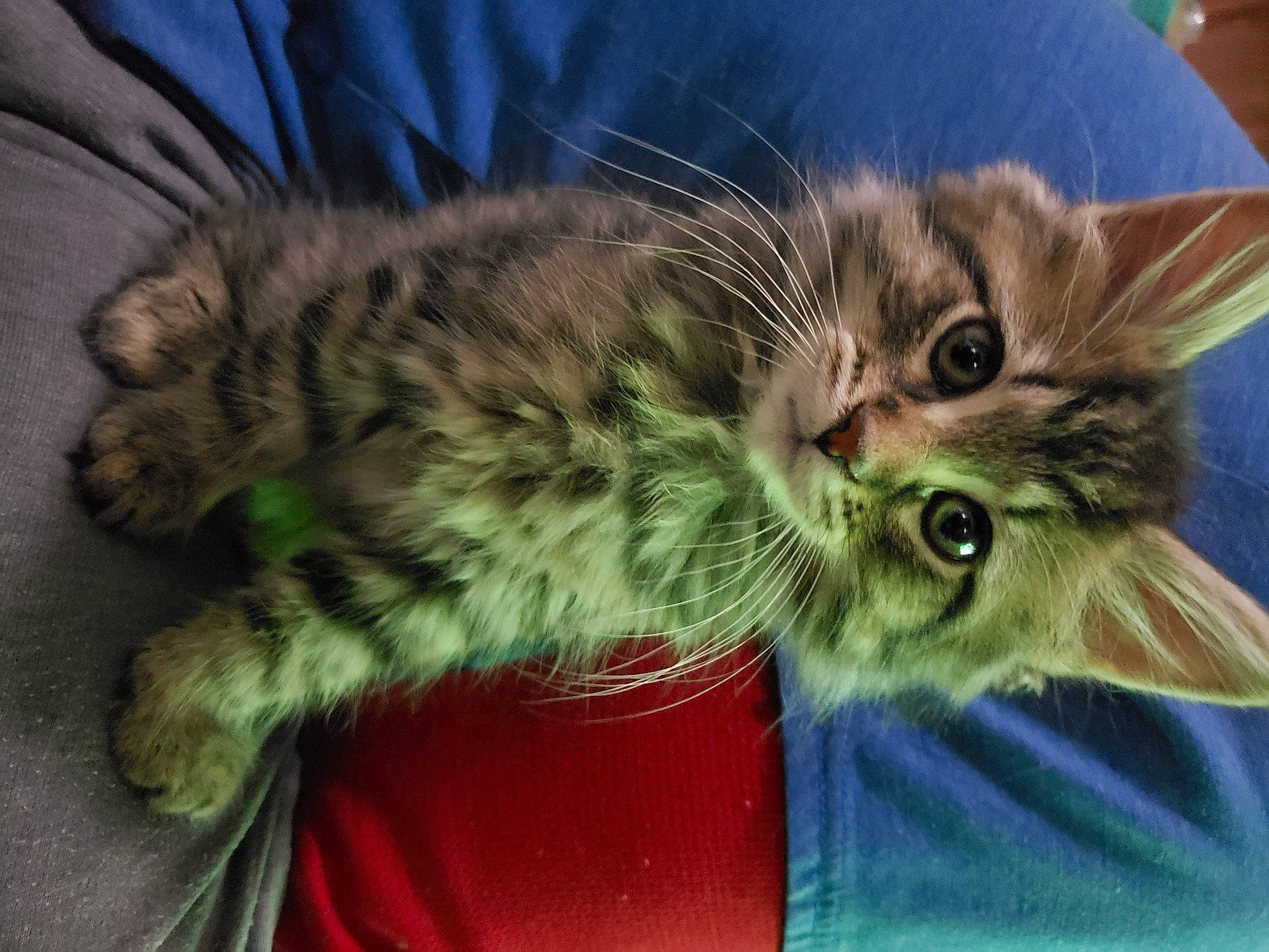 Xena is registered to the contest to win money with this photo: carnivore, cat, claw, domestic_short_haired_cat, eye, felidae, fur, gesture, grass, paw, photo_caption, plant, small_to_medium_sized_cats, tail, terrestrial_animal, whiskers