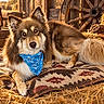 dog, canine, fluffy, long_hair, bandana, blue_bandana, lying_down, pet, animal, portrait, brown_fur, white_fur, pointed_ears, brown_eyes, rustic, barn, hay, wagon_wheel, lantern, cowboy_hat
