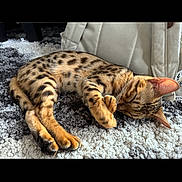 Cleo joined the competition — help win amazing prizes! cat, sleeping, spotted_fur, fur_pattern, animal, pet, indoor, carpet, bag, relaxing, resting, cute, feline, domestic_cat, whiskers, ears, paws, cozy, soft_light, texture
