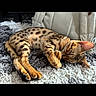 cat, sleeping, spotted_fur, fur_pattern, animal, pet, indoor, carpet, bag, relaxing, resting, cute, feline, domestic_cat, whiskers, ears, paws, cozy, soft_light, texture