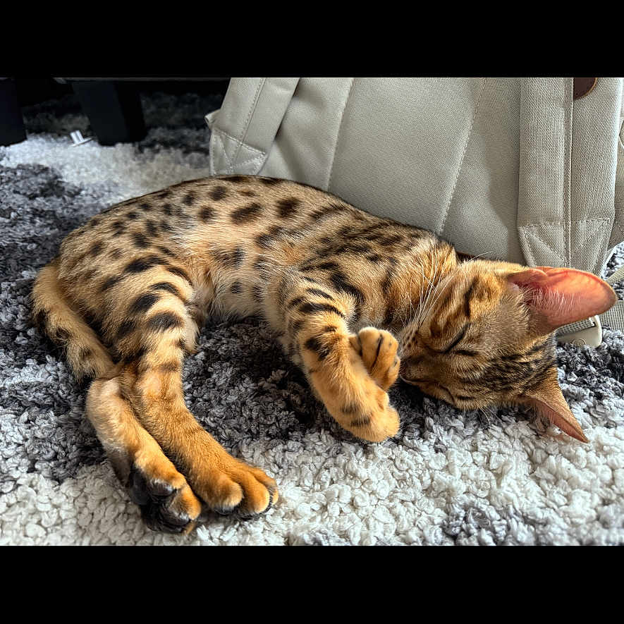Cleo joined the competition — help win amazing prizes! cat, sleeping, spotted_fur, fur_pattern, animal, pet, indoor, carpet, bag, relaxing, resting, cute, feline, domestic_cat, whiskers, ears, paws, cozy, soft_light, texture