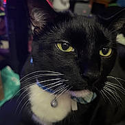 Misty is registered to the contest to win money with this photo: animal, bell, black_fur, cat, close_up, collar, cute, domestic_cat, face, feline, fur, indoor, looking_away, pet, portrait, tuxedo_cat, whisker_pad, whiskers, white_fur, yellow_eyes