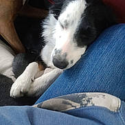 Maggie joined the competition — help win amazing prizes! dog, sleeping, black_and_white, paw, denim, leg, indoor, resting, close_up, fur, casual, comfort, cozy, human, clothing, relaxation, friendship, companion, animal, pet