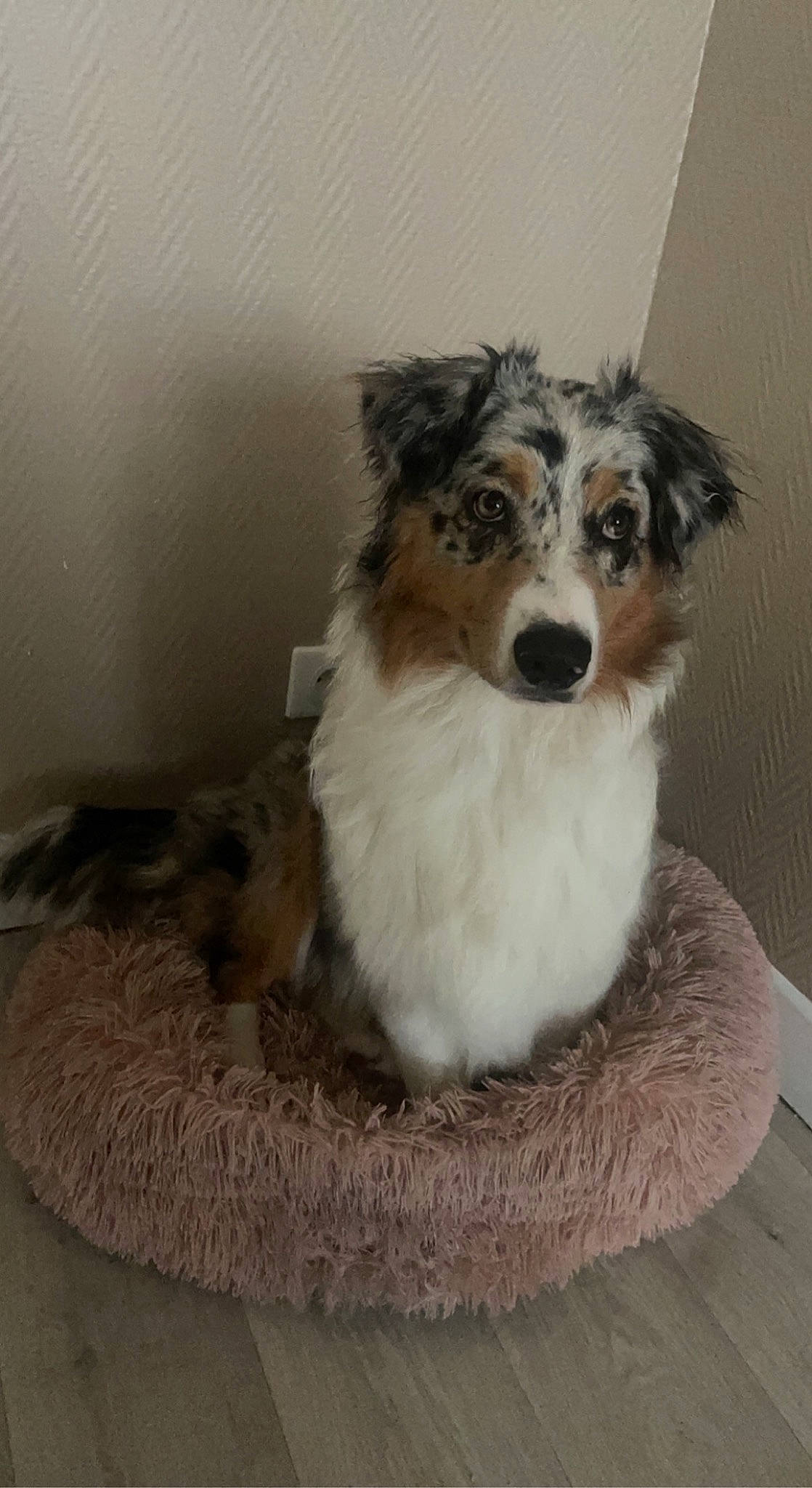 Saïka participe au concours pour gagner de l'argent avec cette photo : australian_collie, border_collie, canidae, carnivore, collie, companion_dog, dog, dog_breed, fur, herding_dog, rough_collie, snout, sporting_group, terrestrial_animal, working_animal, working_dog