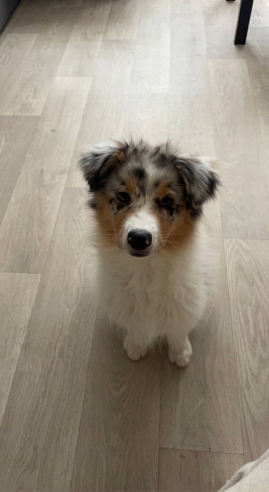 Saïka a rejoint le concours — aidez-le/la à gagner de superbes lots ! australian_collie, canidae, carnivore, companion_dog, dog, dog_breed, flooring, fur, hardwood, herding_dog, miniature_australian_shepherd, plank, puppy, sporting_group, terrestrial_animal, toy_dog, whiskers, wood, working_animal, working_dog