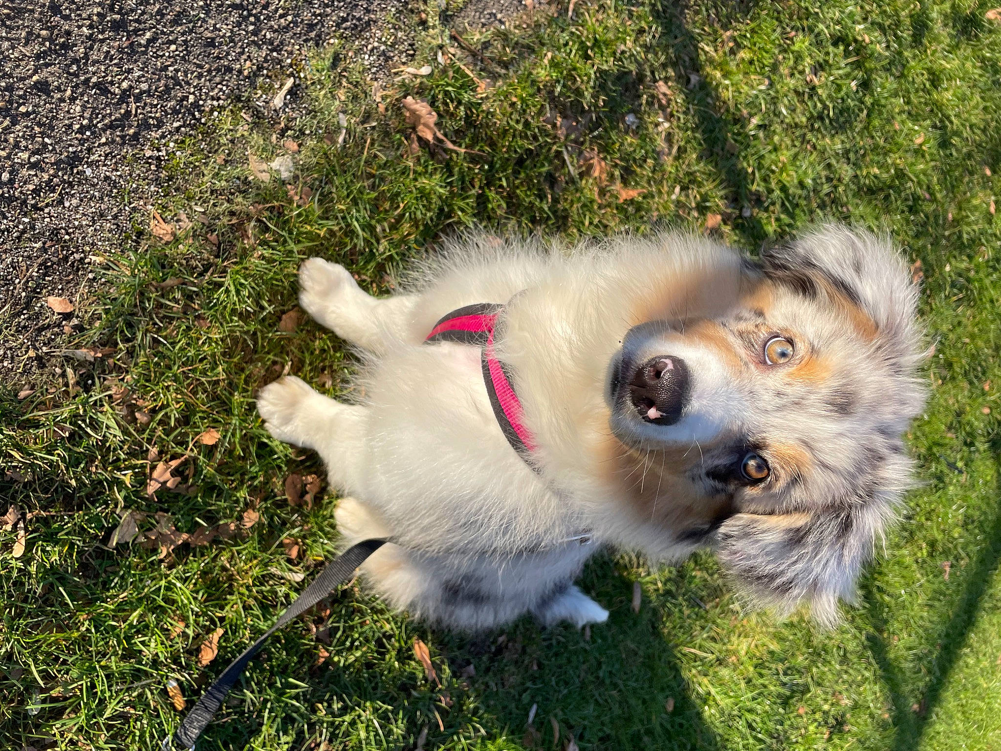 Saïka a rejoint le concours — aidez-le/la à gagner de superbes lots ! ancient_dog_breeds, canidae, carnivore, collar, companion_dog, dog, dog_breed, dog_collar, fawn, fur, grass, leash, non_sporting_group, plant, snout, sporting_group, tail, whiskers, working_animal, working_dog