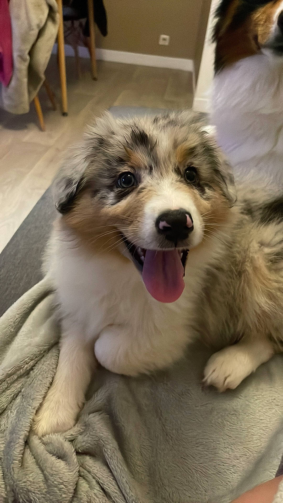 Saïka a rejoint le concours — aidez-le/la à gagner de superbes lots ! australian_shepherd, canidae, carnivore, companion_dog, dog, dog_breed, fang, fur, paw, plant, puppy, snout, sporting_group, terrestrial_animal, texas_heeler, whiskers, working_animal, working_dog