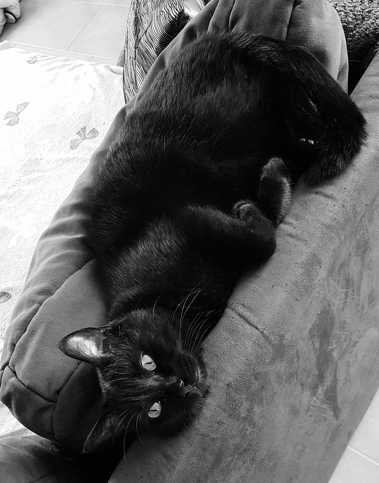 Blacko participe au concours pour gagner de l'argent avec cette photo : black, black_and_white, black_cat, carnivore, cat, comfort, domestic_short_haired_cat, felidae, fur, leg, monochrome, nap, organism, sand, sleep, small_to_medium_sized_cats, snout, style, tail, whiskers