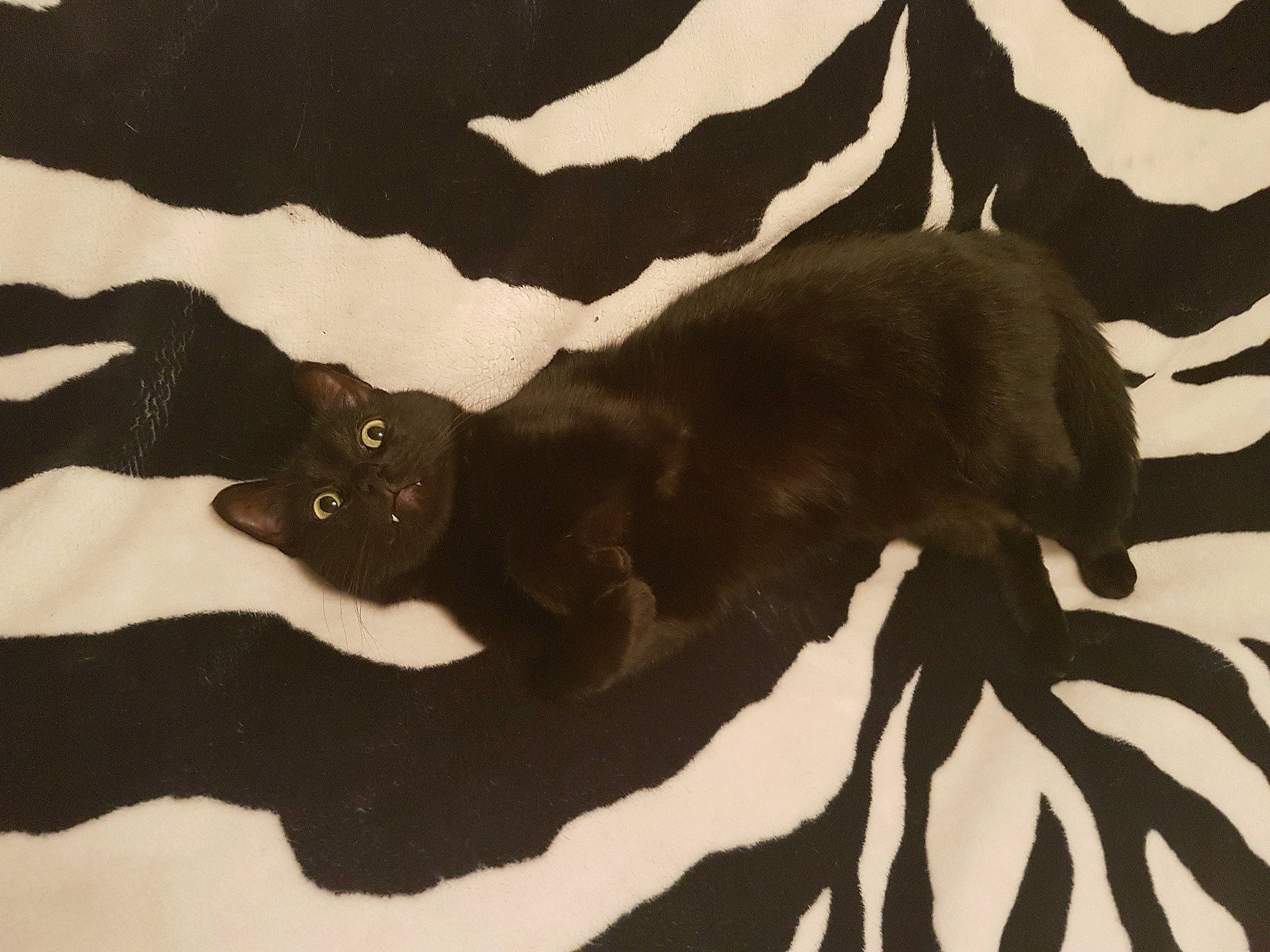 Blacko participe au concours pour gagner de l'argent avec cette photo : black_cat, carnivore, cat, felidae, fur, small_to_medium_sized_cats, sporting_group, tail