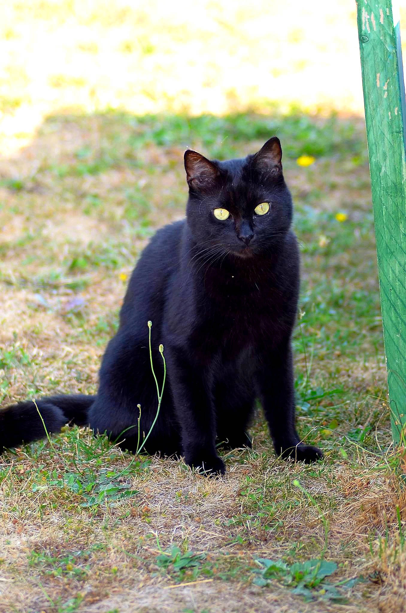 Blacko participe au concours pour gagner de l'argent avec cette photo : black, black_cat, bombay, british_shorthair, burmese, carnivore, cat, domestic_short_haired_cat, eye, felidae, fur, grass, mammal, small_to_medium_sized_cats, snout, tail, terrestrial_animal, vertebrate, whiskers, wildlife