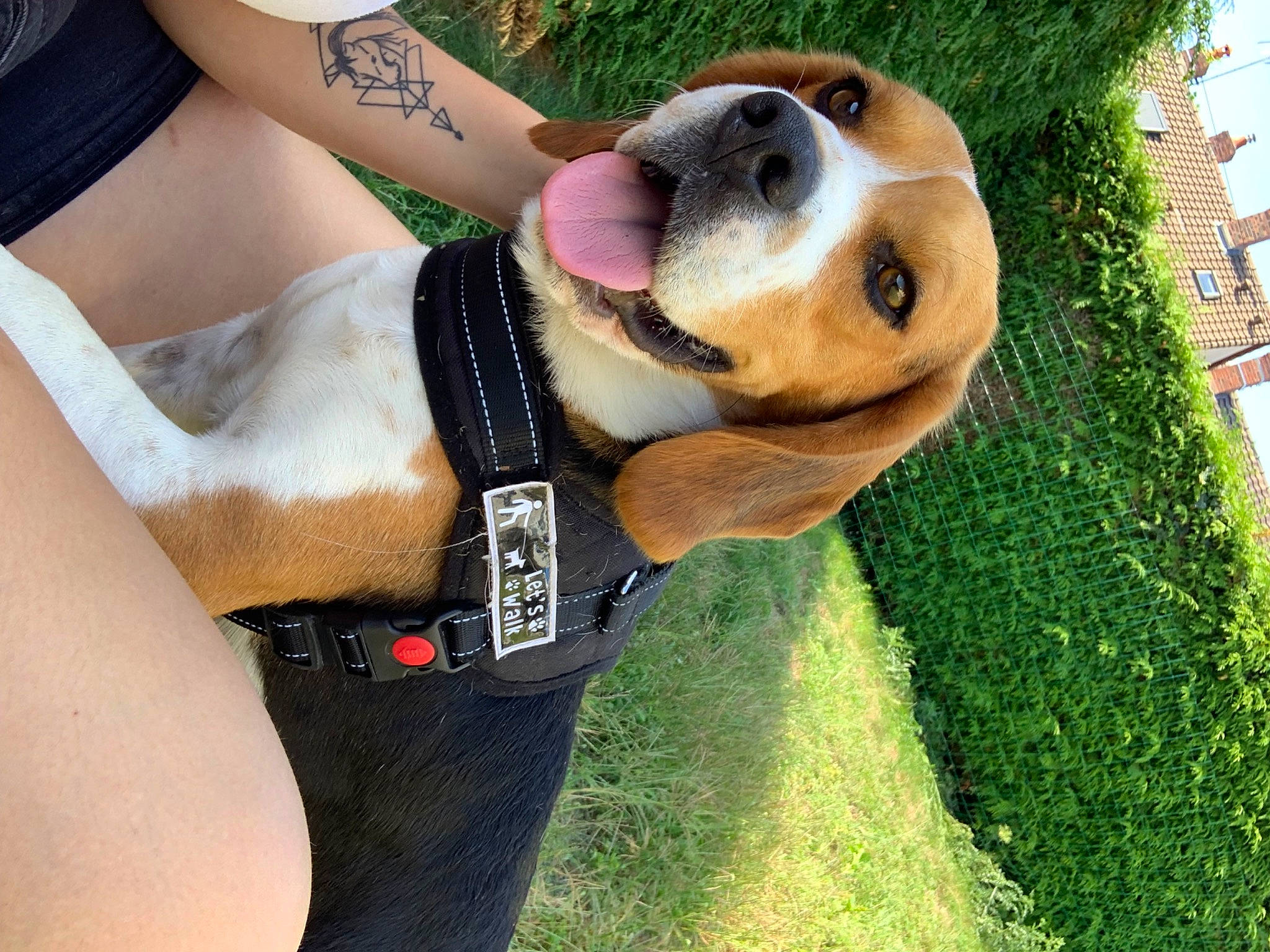 Max participe au concours pour gagner de l'argent avec cette photo : basset_hound, carnivore, chest, companion_dog, dog, dog_breed, elbow, eyewear, fawn, fur, grass, human_leg, knee, scent_hound, snout, sporting_group, thigh, whiskers, window, wrist