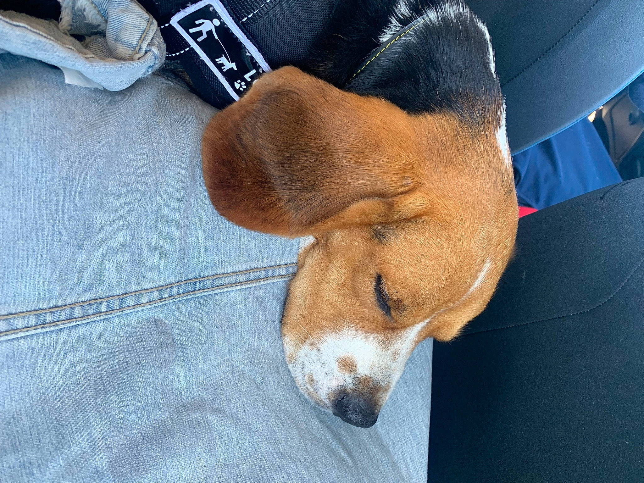 Max a rejoint le concours — aidez-le/la à gagner de superbes lots ! canidae, carnivore, comfort, companion_dog, dog, dog_bed, dog_breed, dog_supply, electric_blue, fawn, foot, fur, liver, paw, pet_supply, snout, sporting_group, tail, working_animal