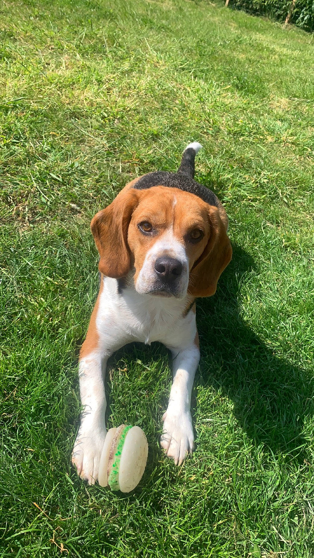 Max participe au concours pour gagner de l'argent avec cette photo : ball, carnivore, companion_dog, dog, dog_breed, grass, groundcover, hound, plant, scent_hound, sporting_group, tail, terrestrial_animal
