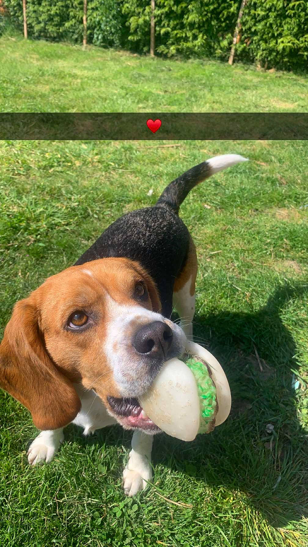 Max a rejoint le concours — aidez-le/la à gagner de superbes lots ! ball, basset_artesien_normand, beagle_harrier, canidae, carnivore, companion_dog, dog, dog_breed, dog_supply, grass, hound, hunting_dog, plant, scent_hound, snout, sporting_group, terrestrial_animal, working_animal, working_dog