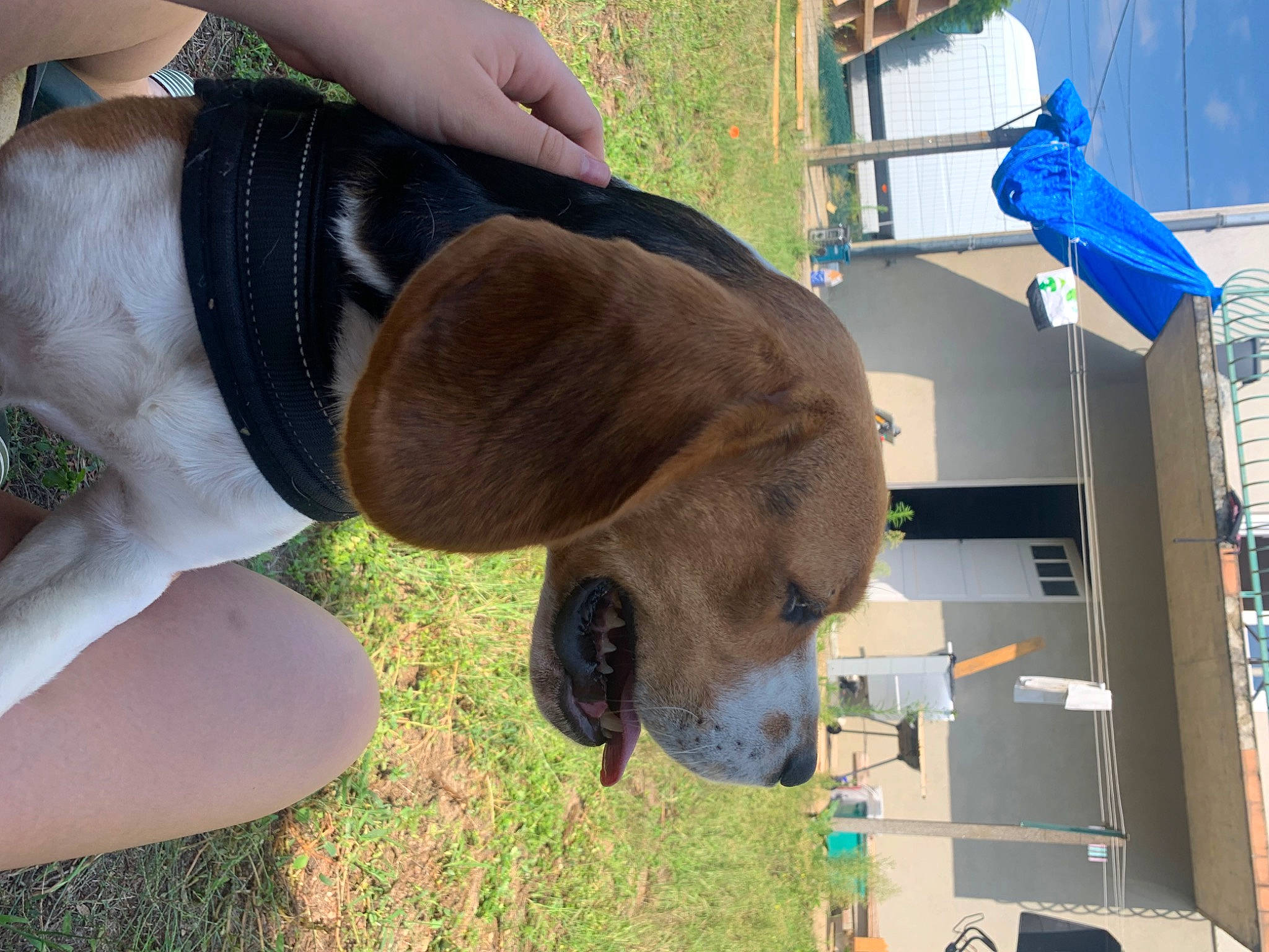 Max participe au concours pour gagner de l'argent avec cette photo : canidae, companion_dog, dog, dog_breed, fawn, flag, foot, fun, fur, grass, human_leg, knee, liver, plant, snout, sporting_group, sunglasses, tail, thigh, working_animal