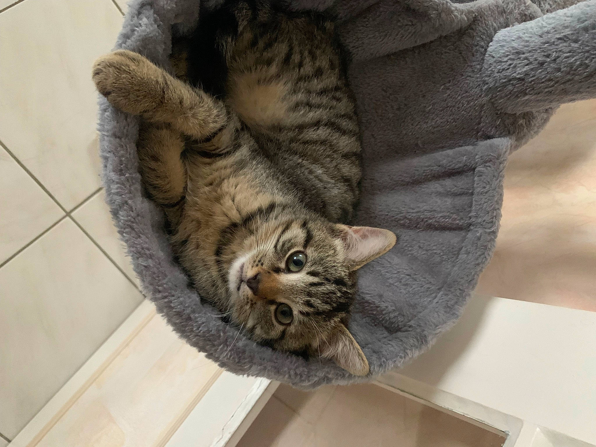 Pampan a rejoint le concours — aidez-le/la à gagner de superbes lots ! carnivore, cat, claw, comfort, domestic_short_haired_cat, eye, felidae, flooring, fur, grey, paw, small_to_medium_sized_cats, snout, tail, terrestrial_animal, whiskers, window, wood