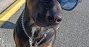 Bella participe au concours pour gagner de l'argent avec cette photo : accessory, animal, black_fur, brown_fur, chain_collar, closeup, cool, daytime, dog, ears, outdoor, pavement, pet, portrait, stone_ledge, street, sunglasses, sunlight, urban, yellow_curb