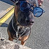 accessory, black_brown_fur, canine, casual, chain_collar, close_up, dog, ear, fashion, leash, outdoor, parking_lot, pet, portrait, shadow, sidewalk, snout, stone_ledge, sunglasses, sunny