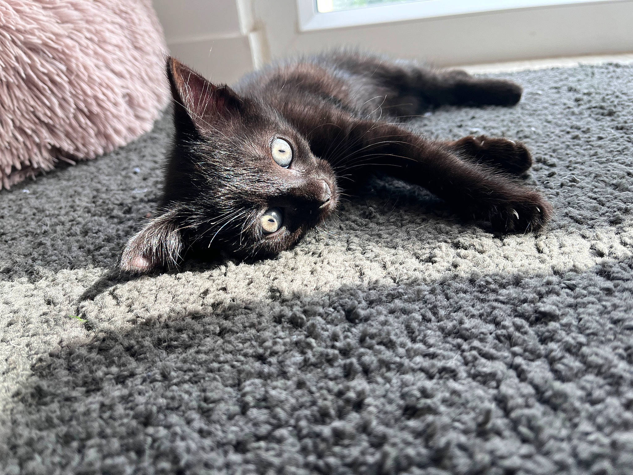 Nala participe au concours pour gagner de l'argent avec cette photo : black_cat, bombay, carnivore, cat, claw, domestic_short_haired_cat, felidae, flooring, foot, fur, grey, havana_brown, human_leg, paw, road_surface, small_to_medium_sized_cats, snout, tail, terrestrial_animal, whiskers