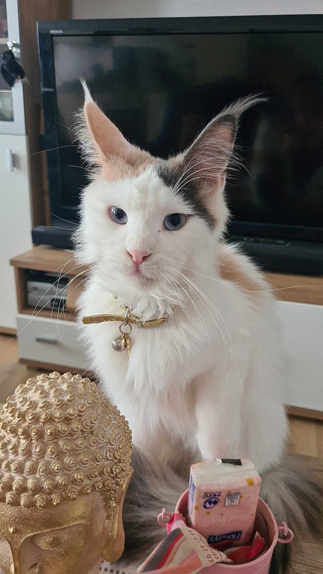 Athéna a rejoint le concours — aidez-le/la à gagner de superbes lots ! blue_eyes, buddha_statue, cat, closeup, collar, curious, decor, domestic_animal, fluffy, fur, home, indoor, juice_box, pet, pink_container, table, television, whiskers, white_cat, wooden_furniture