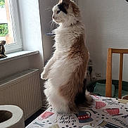 Athéna participe au concours pour gagner de l'argent avec cette photo : cat, chair, curtains, decor, domestic, fluffy, food_packaging, framed_photos, furniture, indoor, kitchen, looking_out, paper_towels, pet, plate, radiator, table, tablecloth, wall, window