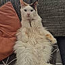 Athéna participe au concours pour gagner de l'argent avec cette photo : cat, fluffy, white_cat, pet, indoor, couch, pillow, relaxed, furniture, home, fur, long_hair, animal, mammal, domestic_animal, resting, table, plant, collar, living_room