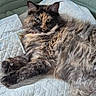 Myla a rejoint le concours — aidez-le/la à gagner de superbes lots ! cat, tortoiseshell, fluffy, pet_bed, quilted_blanket, indoor, relaxed, fur, animal, cute, resting, laying, cozy, looking, domestic_cat, whiskers, ears, paws, feline, home