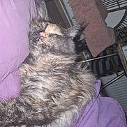 Myla participe au concours pour gagner de l'argent avec cette photo : cat, closeup, cozy, cushion, domestic_animal, ears, fluffy, fur, furniture, home, indoor, nap, pet, purple_blanket, relaxation, resting, sleeping, soft, tortoiseshell, whiskers