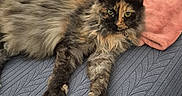Myla participe au concours pour gagner de l'argent avec cette photo : cat, tortoiseshell_cat, feline, pet, indoor, couch, blanket, pillow, relaxed, resting, fur, green_eyes, cozy, home, furniture, texture, animal, mammal, laying, domestic_cat