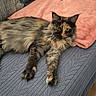 animal, blanket, cat, couch, cozy, domestic_cat, feline, fur, furniture, green_eyes, home, indoor, laying, mammal, pet, pillow, relaxed, resting, texture, tortoiseshell_cat