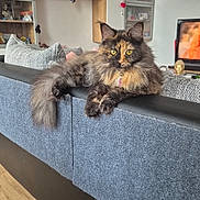 Myla a rejoint le concours — aidez-le/la à gagner de superbes lots ! cat, tortoiseshell_cat, furniture, couch, living_room, shelf, photo_frame, decoration, wood_floor, television, pet, indoor, relaxed, yellow_eyes, fluffy, domestic_cat, house, cozy, resting, animal