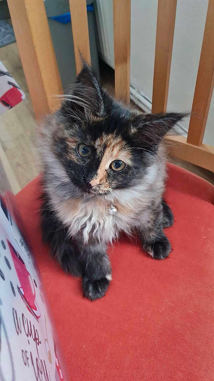 Myla