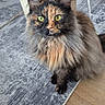 Myla a rejoint le concours — aidez-le/la à gagner de superbes lots ! cat, tortoiseshell, fluffy, indoor, pet, feline, yellow_eyes, curious, wooden_table, gray_rug, flooring, domestic_animal, whiskers, sitting, fur, ears, collar, home, animal, portrait