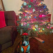 Dill is registered to the contest to win money with this photo: dog, christmas_tree, lights, ornaments, red_bow, orange_vest, indoor, carpet, couch, holiday, festive, decorations, brown, pet, animal, sitting, ears, cute, christmas, tree_stand