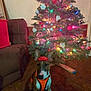 dog, christmas_tree, lights, ornaments, red_bow, orange_vest, indoor, carpet, couch, holiday, festive, decorations, brown, pet, animal, sitting, ears, cute, christmas, tree_stand