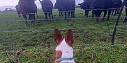 Dill is registered to the contest to win money with this photo: dog, cows, barbed_wire, fence, grass, field, sky, clouds, animal, collar, rural, farm, nature, herd, outdoor, greenery, watching, back_view, evening, curious